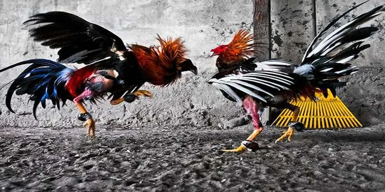 Hướng Dẫn Cách Chơi Đá Gà GA28 Tại BWing Xem Là Mê Đặt Là Thắng