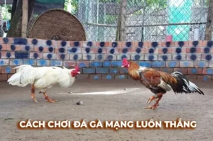 Hướng Dẫn Cách Chơi Đá Gà Sabong Tại BWing Chuẩn Xác Nhất