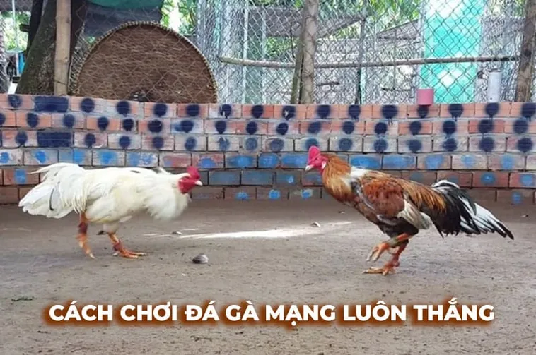 Hướng Dẫn Cách Chơi Đá Gà Sabong Tại BWing Chuẩn Xác Nhất